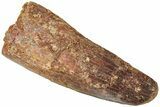 Fossil Spinosaurus Tooth - Feeding Worn Tip #311766-1